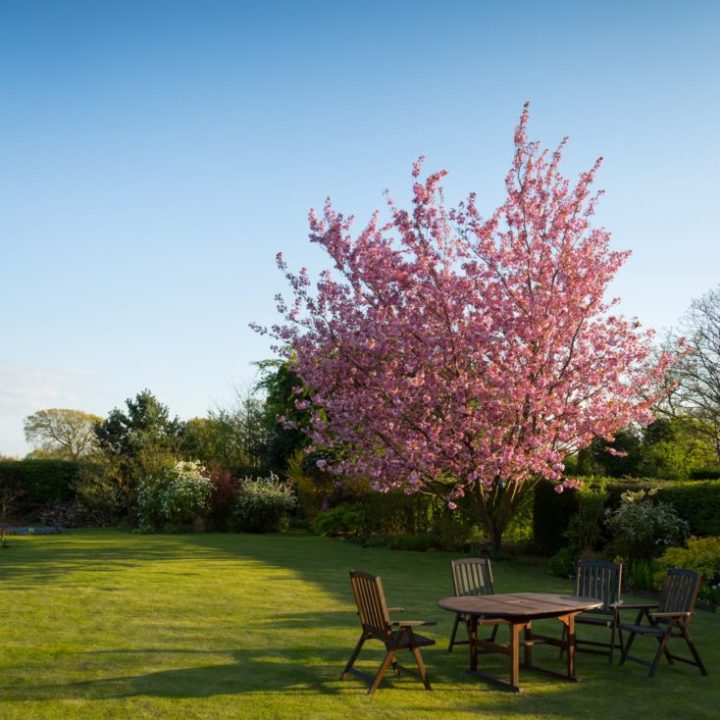 gardener-lawn-tree gardener-lawn-tree